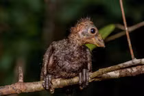 Loài chim duy nhất có móng vuốt ở cánh: Khủng long tái thế?