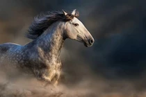 Đúng Rằm tháng 2, 4 con giáp đón đại lộc, tiền đẻ ra tiền