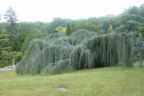 Loài cây gỗ đột biến kỳ dị, nhìn như “xà tinh” uốn lượn