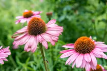 Những điều cực bất ngờ về các loài thực vật họ Cúc