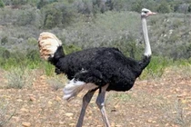 Kỳ lạ loài chim không biết bay, đẻ 11 quả trứng một lúc