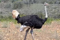 Kỳ lạ loài chim không biết bay, đẻ 11 quả trứng một lúc