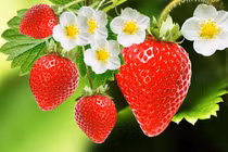 Điểm danh 12 loại rau quả dễ nhiễm thuốc trừ sâu nhất 