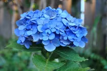 4 loại hoa đẹp nhưng cực độc: Chớ dại bày chơi ngày Tết 