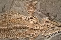 Sửng sốt bí mật động trời ẩn giấu sau các hoá thạch