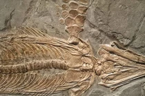 Sửng sốt bí mật động trời ẩn giấu sau các hoá thạch