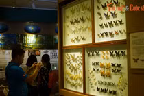 Tận mục bộ sưu tập bướm khủng nhất Hà Nội