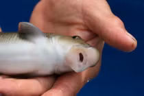 Gia tài 2.000 con cá môi đỏ thiên thần tiến vua, giá 3 triệu/kg 