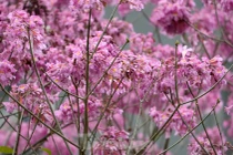 Mê hoặc với con đường hoa kèn hồng đang bung nở ở Hà Nội