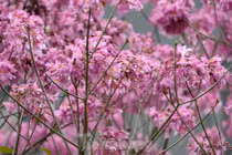 Mê hoặc với con đường hoa kèn hồng đang bung nở ở Hà Nội