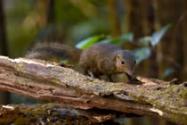 Động vật hoang dã Việt Nam ấn tượng qua ống kính khách Tây