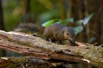 Động vật hoang dã Việt Nam ấn tượng qua ống kính khách Tây