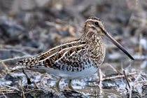 Kỳ dị loài chim mỏ nhọn, dài như cái đũa ở Việt Nam