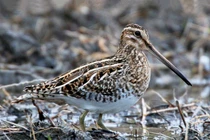 Kỳ dị loài chim mỏ nhọn, dài như cái đũa ở Việt Nam