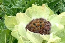 “Bắp cải nở hoa” trên núi, giá hàng trăm triệu mà không ai dám hái