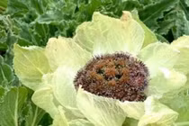 “Bắp cải nở hoa” trên núi, giá hàng trăm triệu mà không ai dám hái