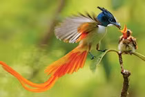 Ngẩn người ngắm vẻ đẹp của chim thiên đường đuôi phướn Việt Nam