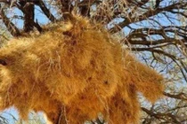 Tổ chim lớn nhất thế giới, không ai dám bén mảng vì...