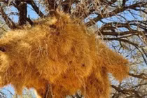 Tổ chim lớn nhất thế giới, không ai dám bén mảng vì...