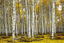 Loại gỗ cứng nhất thế giới được mệnh danh là Vua Gỗ