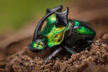 Mê mẩn với màu sắc kỳ ảo của các loài bọ cánh cứng