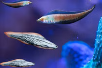 Phát hiện 200 con cá bị 'niêm phong' trong hóa thạch 50 triệu năm