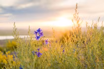 Người sinh ngày Âm lịch này tháng 9 khởi sắc, cuối năm phát tài 