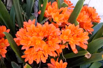 5 loại cây hoa nở rộ đêm Giao thừa, gia chủ giàu quanh năm 