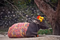 Sự kỳ thú của Ninh Bình qua ống kính phó nháy Mỹ