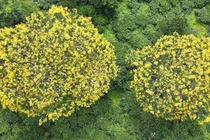 Ngắm hoa muồng vàng trên đồi chè trăm tuổi ở Gia Lai