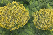 Ngắm hoa muồng vàng trên đồi chè trăm tuổi ở Gia Lai