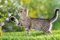 Vận mệnh xoay chiều, 3 làm ăn xuôi thuận, tiền đầy tủ từ 1/8