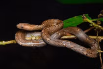 Top loài rắn nước độc nhất Việt Nam, đến gần "mất mạng như chơi" 