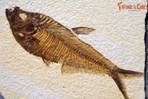 Tận mục bộ sưu tập cá hóa thạch độc nhất Việt Nam