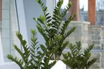 5 loại "cây phú quý", ý nghĩa tươi tốt, cực hợp trồng phòng khách 