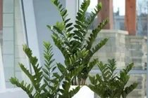 5 loại "cây phú quý", ý nghĩa tươi tốt, cực hợp trồng phòng khách 