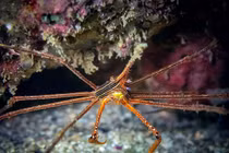 Điểm danh các loài cua thú vị nhất thế giới (2)