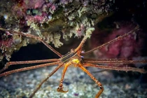 Điểm danh các loài cua thú vị nhất thế giới (2)