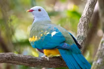 Cận cảnh các loài chim bồ câu hoang dã đẹp nhất quả đất