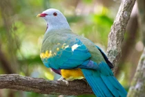 Cận cảnh các loài chim bồ câu hoang dã đẹp nhất quả đất