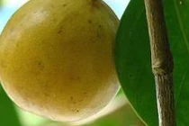 Loài cây có quả chín mọng, ngọt ngào nhưng nguy hiểm bậc nhất hành tinh