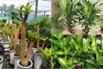 Có loại cây này trong nhà tiền sẽ vào ồ ạt hơn suối đổ