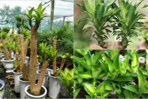 Có loại cây này trong nhà tiền sẽ vào ồ ạt hơn suối đổ