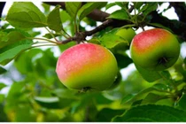 Chọn thực phẩm giúp bạn có đôi chân thon thả 