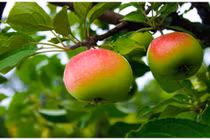 Chọn thực phẩm giúp bạn có đôi chân thon thả 