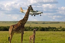 Những bức ảnh kỳ lạ khiến dân mạng thế giới há hốc mồm