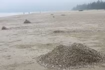 Sò lông, ốc hương phủ kín bờ biển Hà Tĩnh