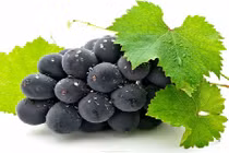 Phòng ngừa ung thư lưỡi từ trái nho, lá trà xanh, lá đu đủ