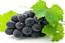 Phòng ngừa ung thư lưỡi từ trái nho, lá trà xanh, lá đu đủ