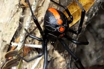 Họ hàng mới của nhện "Góa phụ đen" có kích thước khổng lồ